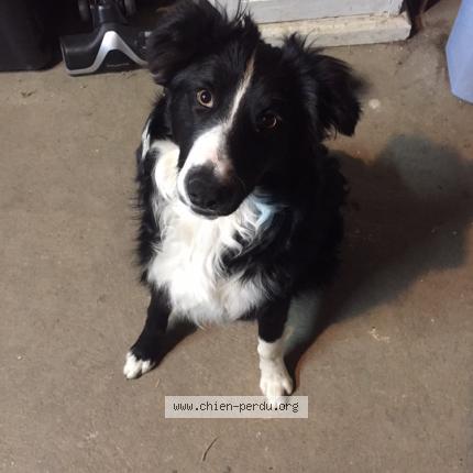 Photo 1/1 Chien retrouvé Perdu à St etienne du gres