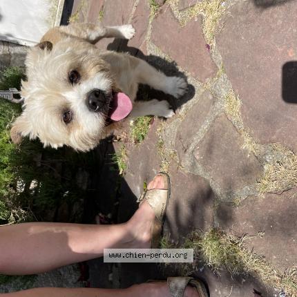 Photo 1/1 Chien retrouvé Trouvé à Mouy