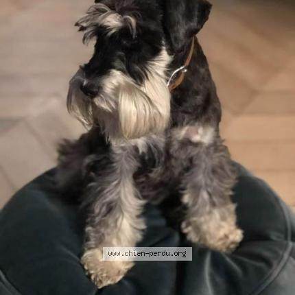 Photo 1/1 Chien retrouvé Perdu à Le pyla