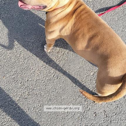 Photo 1/1 Chien retrouvé Trouvé à Feuchy