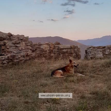 Photo 1/1 Chien retrouvé Perdu à Cazenaves serres et allens