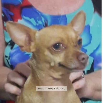 Photo 1/1 Chien retrouvé Perdu à Chateau gontier