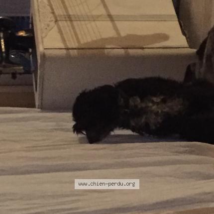 Photo de chien perdu à Beziers