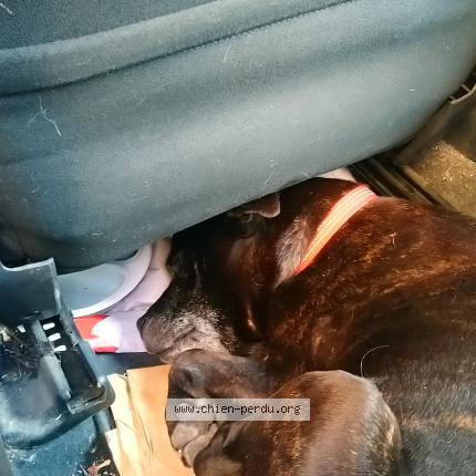 Photo 1/1 Chien retrouvé Trouvé à Rognes