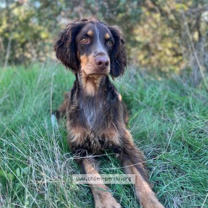Photo 1/1 Chien retrouvé Perdu à St julien