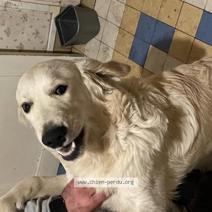 Photo de chien perdu à Pont D Ouilly