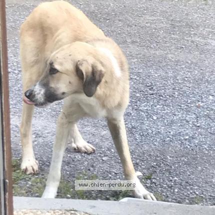Photo 1/1 Chien retrouvé Trouvé à Saint nicolas la chapelle