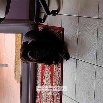 Photo 1/1 Chien retrouvé Perdu à Monlezun d armagnac