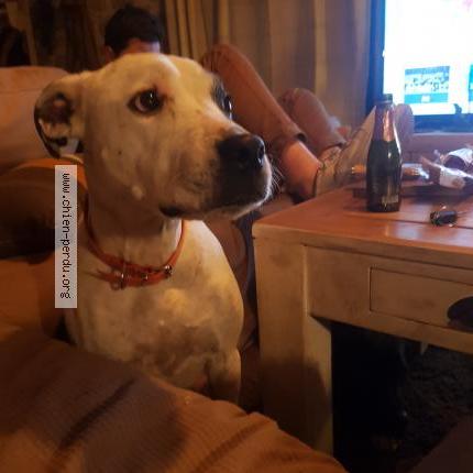 Photo 1/1 Chien retrouvé Perdu à Salernes