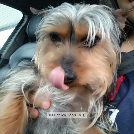 Photo 1/1 Chien retrouvé Perdu à Survillier