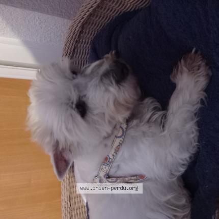 Photo 1/1 Chien retrouvé Perdu à Faremoutiers