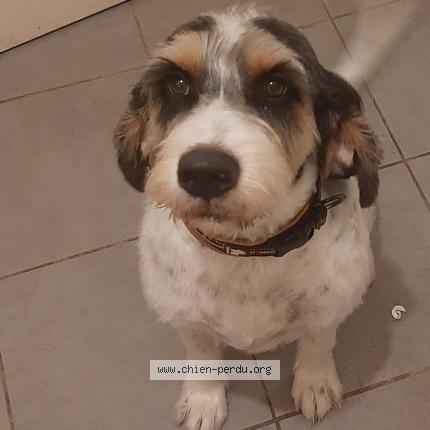 Photo 1/1 Chien retrouvé Perdu à Condon