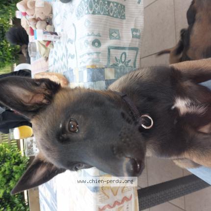 Photo 1/1 Chien retrouvé Perdu à Reminiac