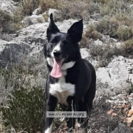 Photo 1/1 Chien retrouvé Perdu à Pia