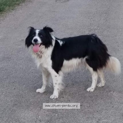 Photo 1/1 Chien retrouvé Perdu à Menetreuil