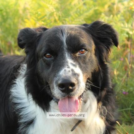 Photo 1/1 Chien retrouvé Perdu à 64310 saint pee sur nivelle