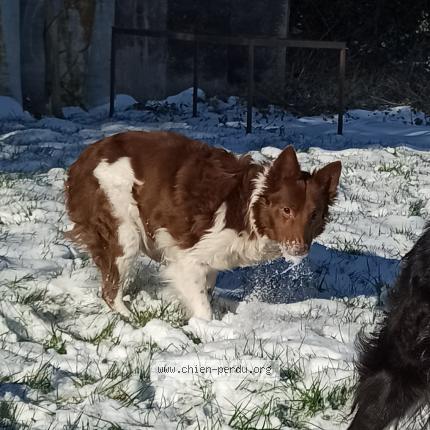 Photo 1/1 Chien retrouvé Perdu à Saint aubin du thenney