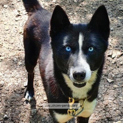 Photo 1/1 Chien retrouvé Perdu à Chalons en champagne