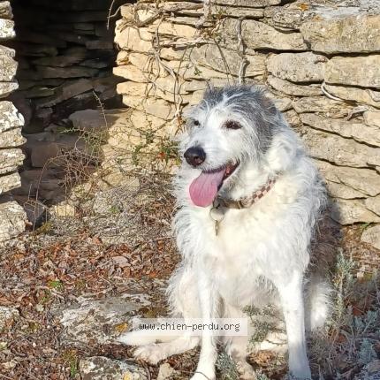 Photo 1/1 Chien retrouvé Perdu à Cabrieres d avignon