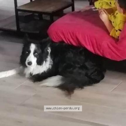 Photo 1/1 Chien retrouvé Perdu à Moulin neuf