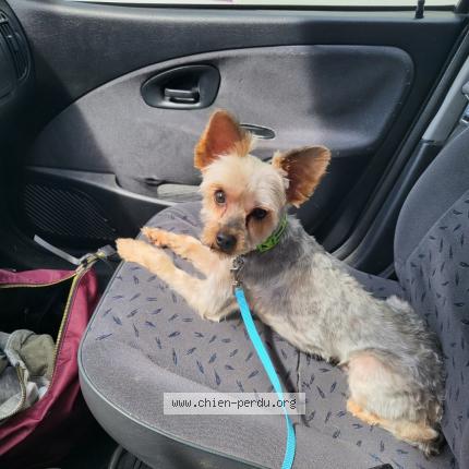 Photo de chien perdu à Le Mene