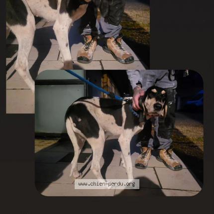 Photo de chien trouvé à Charnecles