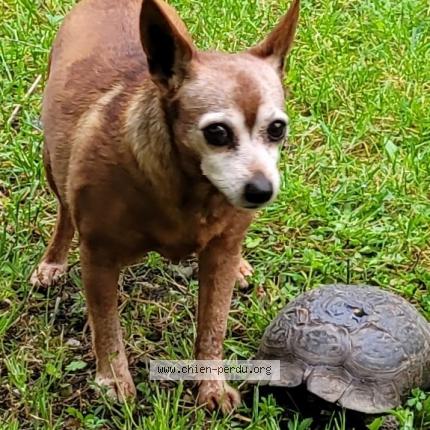 Photo de chien perdu à 54520 Laxou