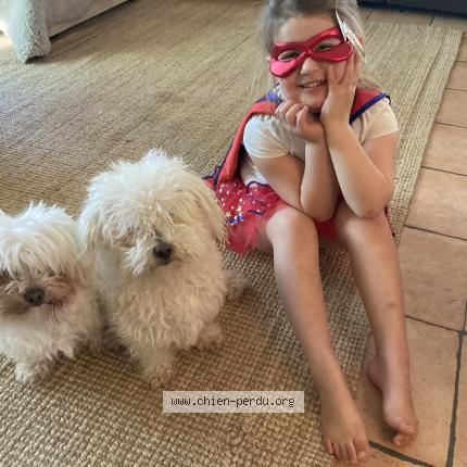 Photo 1/1 Chien retrouvé Perdu à Bidart