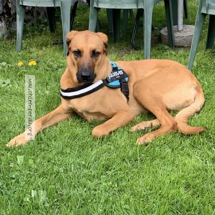 Photo 1/1 Chien retrouvé Perdu à Meribel