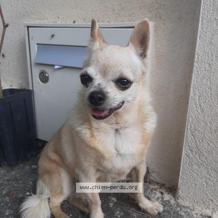 Photo 1/1 Chien retrouvé Trouvé à La tour d aigues