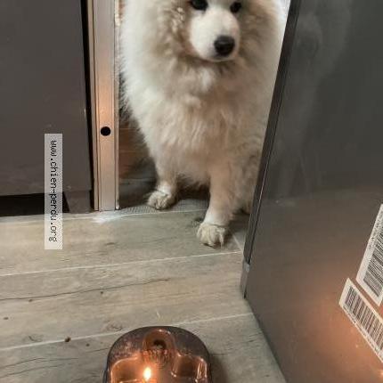 Photo 1/1 Chien retrouvé Perdu à Cournon d auvergne