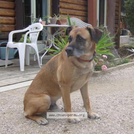 Photo 1/1 Chien retrouvé Perdu à Monclar de quercy