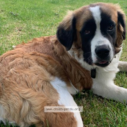 Photo de chien perdu à Boesse Le Sec