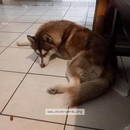 Photo de chien perdu à Betton