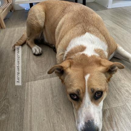 Photo de chien trouvé à Nantes