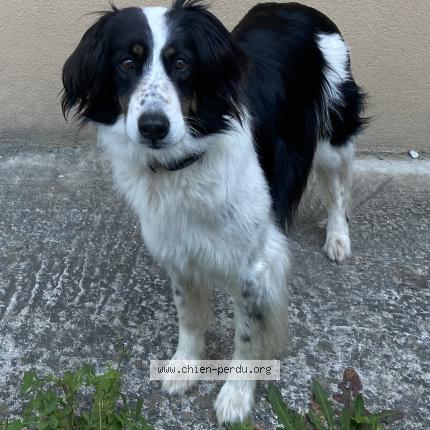 Photo 1/1 Chien retrouvé Perdu à Saint andre de seignanx