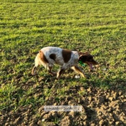 Photo 1/1 Chien retrouvé Perdu à Boissy la riviere