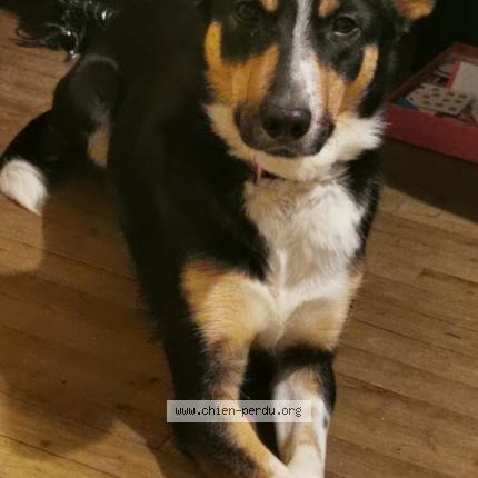 Photo 1/1 Chien retrouvé Perdu à Pont melvez