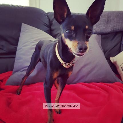 Photo 1/1 Chien retrouvé Perdu à Juvignac