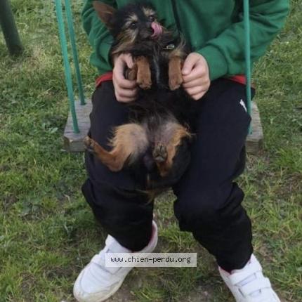 Photo 1/5 Chien retrouvé Perdu à Chatellerault