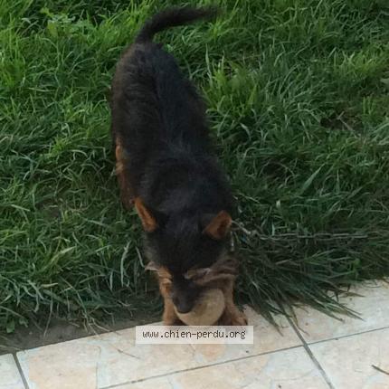 Photo 2/5 Chien retrouvé Perdu à Chatellerault