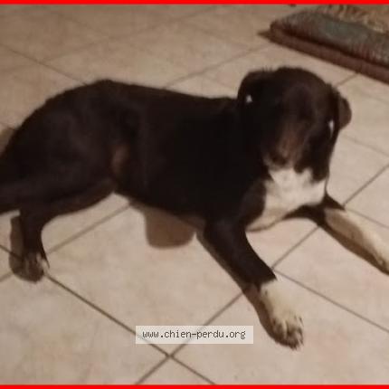 Photo 1/1 Chien retrouvé Perdu à Val d epy