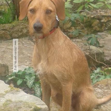 Photo 1/1 Chien retrouvé Perdu à Champcueil