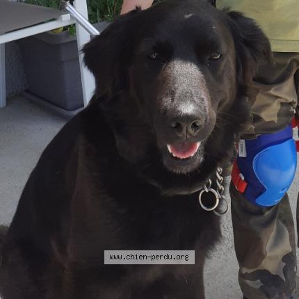 Photo de chien perdu à Marlhes