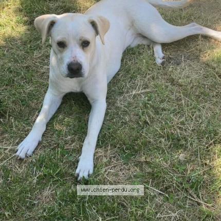 Photo 1/1 Chien retrouvé Perdu à Montagny sainte felicite