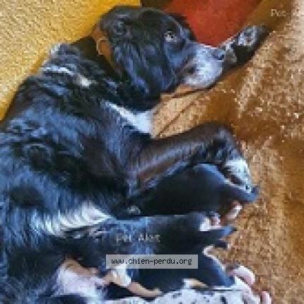 Photo 1/1 Chien retrouvé Perdu à Vidaillat