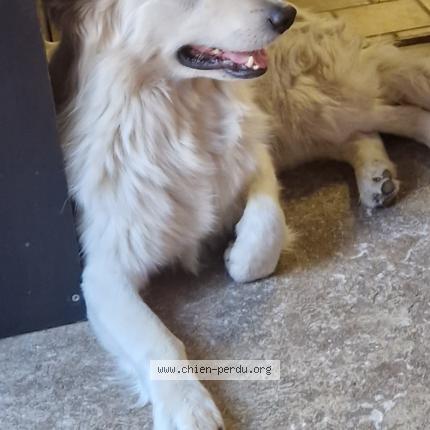 Photo 1/1 Chien retrouvé Perdu à Montataire