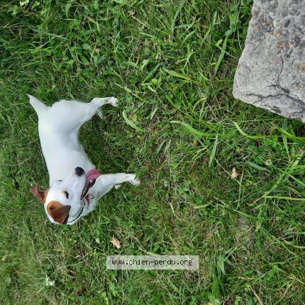 Photo 1/1 Chien retrouvé Perdu à Pons