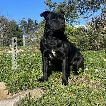 Photo 1/1 Chien retrouvé Perdu à Montataire