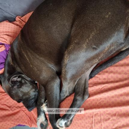 Photo 1/2 Chien retrouvé Trouvé à Cazouls les beziers